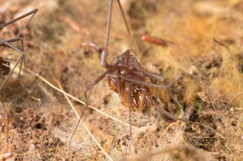 Media type: image;   Invertebrate Zoology 151614
